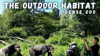 Meet the Chimps Exploring Their Outdoor World [upl. by Veator]