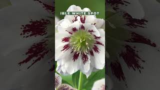 Best Types of Hellebores Varieties flowers shorts youtubeshorts [upl. by Ivek4]