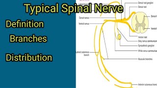 Typical Spinal nerve [upl. by Chivers803]