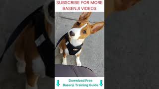 Basenji dog yodel  sound howl growl bark 🐕 shorts [upl. by Jerald]