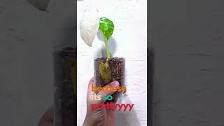 Frydek Variegated Repotting plants aroid greenhouse alocasia repotting [upl. by Seabrooke]