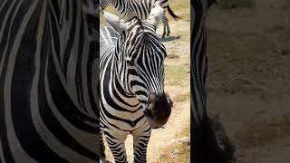 Safari in Ngorongoro Conservation Area in Tanzania travel shorts [upl. by Nahgem]