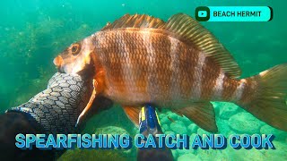 Spearfishing Catch amp Cook Whelk and Morwong in Tasmania Species ID Chillout  BEACH HERMIT EP 32 [upl. by Bates313]