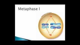 Meiosis [upl. by Dlonra]