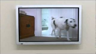 Dogs Home TV Ad every home needs a Harvey Dogs are great [upl. by Capps]