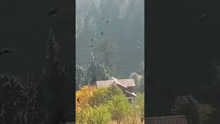 Bhaderwah ka crow [upl. by Lehrer]