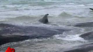 Raw Video Beached Sperm Whales in Australia [upl. by Eesak]