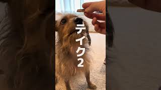 絶対に成功しない男 terriermix jackapoo プージャックの琥鉄 犬 [upl. by Dhar761]