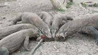 its amazing how the Komodo dragon catches the monkey and swallows it alive [upl. by Kanor690]