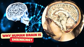 The Mystery of Shrinking Brains in Modern Humans  Why Is It Happening [upl. by Ayocat]