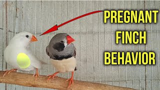 Pregnant finch Behavior  How to Identify a finch bird pregnant [upl. by Teryn166]