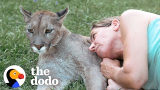 Blind Cougar Was Scared Of Crashing Into Things Until Mom Came To The Rescue  The Dodo [upl. by Arutnev]