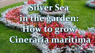 Silver evergreen Plant in the garden How to grow Cineraria maritima  Alexas Garden [upl. by Biancha]