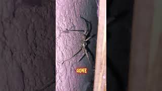 Huntsman Spider Horror My Living Rooms New EightLegged Terror [upl. by Helli]