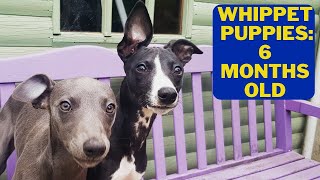 Our Whippet Puppies 6 months old [upl. by Ashling]