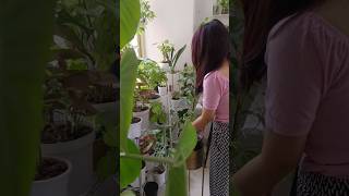 Schefflera Plant care gardening shorts schefflera plants gardeningtips [upl. by Nutter510]