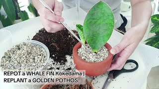 Midweek Indoor Garden Vlog 10  REPOTTING a WHALE FIN Kokedama  REPLANTING a GOLDEN POTHOS [upl. by Fish]