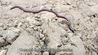 the brahminy blind snake  Natures sign [upl. by Yanaton]