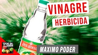 VINAGRE EL MEJOR HERBICIDA DEL MUNDO USAR VINAGRE PARA ELIMINAR MALAS HIERBAS [upl. by Doubler]