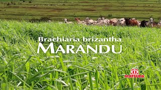 Conheça os benefícios da Brachiaria Brizantha Marandu [upl. by Ideih]