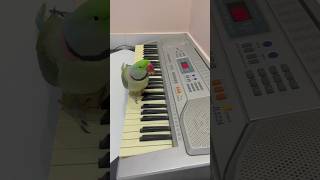 Parrot Playing the Piano 🎹 [upl. by Blakeley]