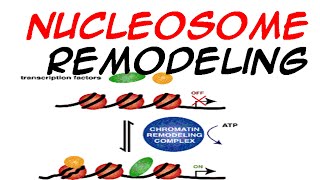 Nucleosome Remodeling [upl. by Rramo]