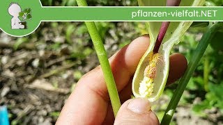 Gefleckter Aronstab  BlüteBlüten  210418 Arum maculatum  giftige Wildpflanzen [upl. by Odlavso128]