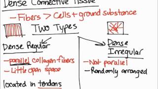 Dense Connective Tissue [upl. by Curson455]