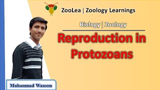 Reproduction in Protozoans  ZooLea  Lesson 2  Biology Zoology [upl. by Yuji]