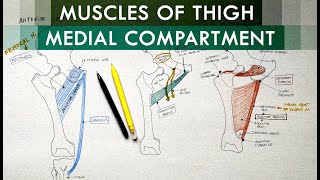 Thigh Muscles  Medial Compartment of Thigh  Anatomy Tutorial [upl. by Horsey37]