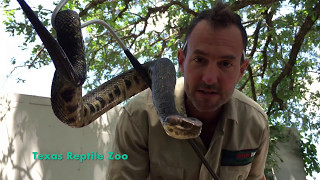 SWIMMING WITH COTTONMOUTH SNAKES [upl. by Norok942]