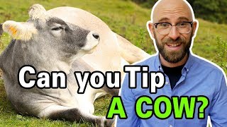 Is It Actually Possible to Tip a Cow [upl. by Airbmac]