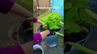 Bryophyllum plant ☘️ patharchattagardeningshortvideo [upl. by Winsor]