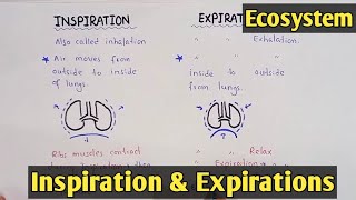 Mechanism of breathing  inspiration and Expiration  Class 11 Biology [upl. by Yerocal700]