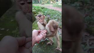 LOVELYmonkey baby and mom Love💋❤️Ob3 shorts animals viral shortsvideo monkey dog cat [upl. by Leirvag126]