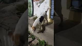 డాగ్ ఫుడ్ వీడియోdog food video [upl. by Htevi925]