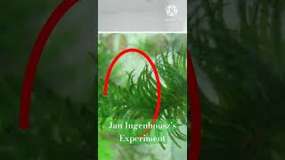 photosynthesis Jan Ingenhousz Experiment on Hydrilla I Sunlight Essential neet shorts trending [upl. by Ayardna263]