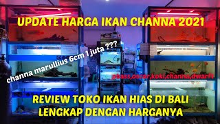 UPDATE HARGA IKAN CHANNA DAN IKAN HIAS LAINNYA TERNYATA CHANNA MARU ADA YANG 1JT PER 6CM ⁉️ [upl. by Elvyn522]