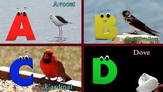 Birds phonics song for toddlers Phonics Song for kids Learn Alphabets with colorful birds [upl. by Surbeck694]