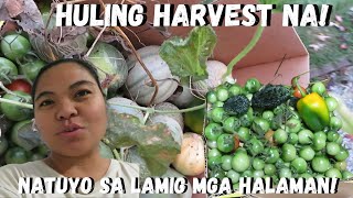 BUHAY AMERIKA HULING HARVEST NA NANGAMATAY NA ANG MGA TANIM [upl. by Ettevol479]