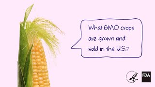 Agricultural Biotechnology What GMO Crops are Grown and Sold [upl. by Orhtej41]