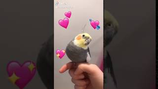 Wholesome Parrots Dancing real life [upl. by Marrin360]