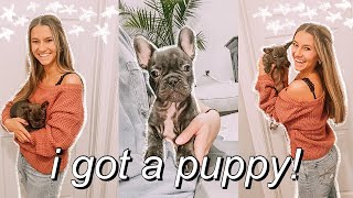 I GOT A PUPPY bringing home my 8 week old french bulldog puppy  first days home  NAME REVEAL [upl. by Nyladnohr]