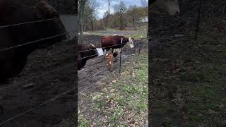 Dad and grandpa on baby duty rufusthebull cow cowfarm calf [upl. by Okkin959]