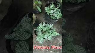 Fittonia Plant shorts garden [upl. by Kasey]