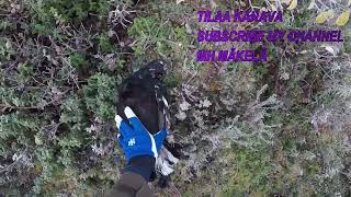 Teeriaamu syksy 2024  Autumn 2024 Black grouse hunting [upl. by Annaihs327]