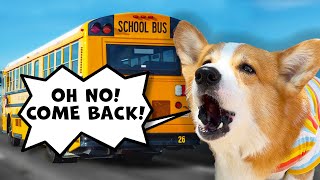 Cute Corgi Misses the School Bus [upl. by Elletnwahs]