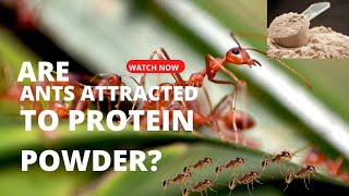 Are Ants Attracted To Protein Powder [upl. by Anrym]