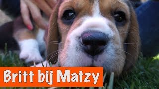 Britt bezoekt puppy Matzy  DierenpraatTV [upl. by Linzy253]