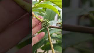 Rollinia fruiting in a container in the greenhouse [upl. by Pember]